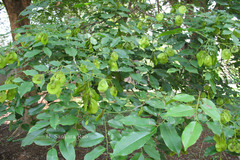 Pterocarpus indicus